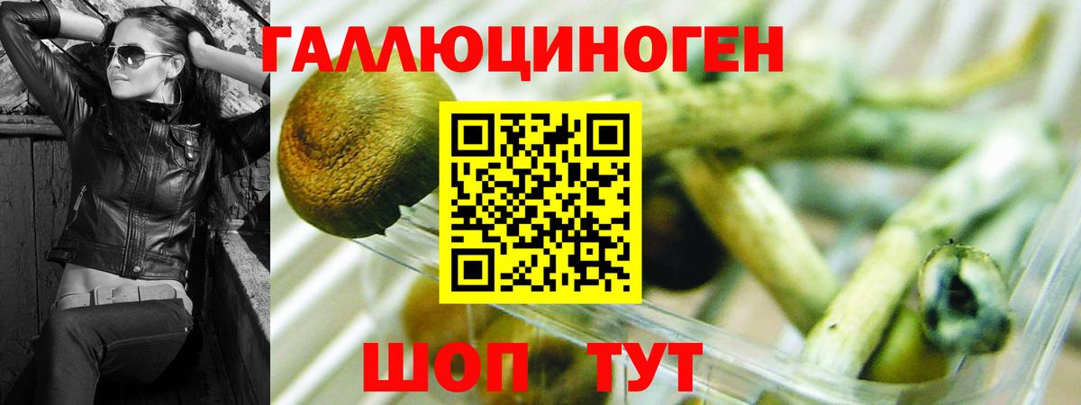 Волхов  Галлюциногенные грибы Psilocybe  Вход с VPN 